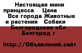 Настоящая мини принцесса  › Цена ­ 25 000 - Все города Животные и растения » Собаки   . Белгородская обл.,Белгород г.